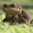 Toad Lodge Bed and Breakfast